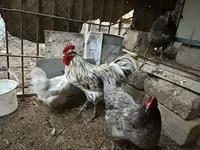 Australorp — photo 2