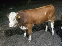 Touro, Swiss cattle — foto 3
