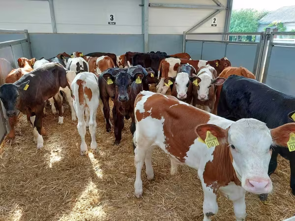 牛只（批次，未指定性别）, Holstein breed