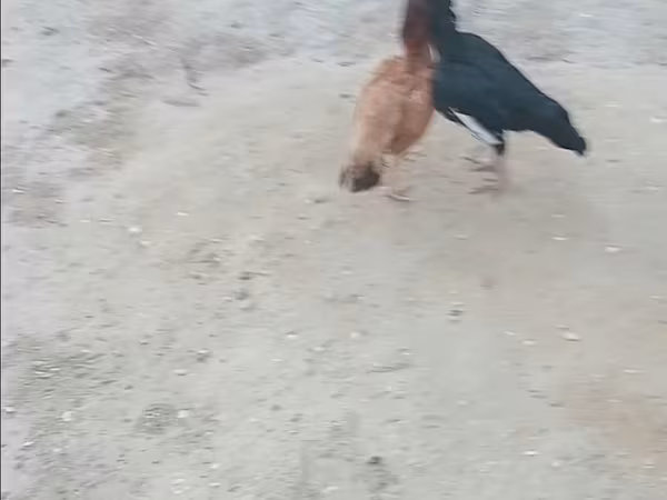 Chickens — Azerbaijan