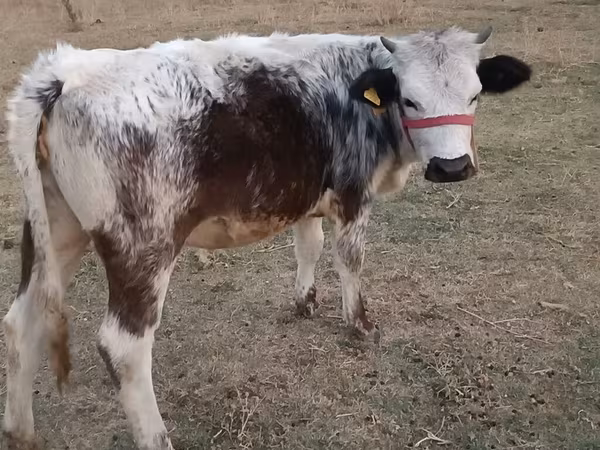 Vaca, Azul Belga