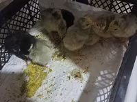 Turkeys — photo 2