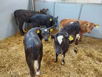 Vaca, Simmental cattle — foto 3