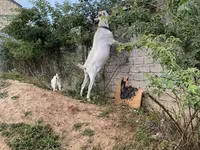 Goats (batch, sex not specified), Saanen goat — photo 2