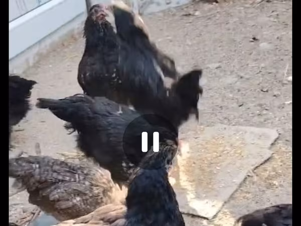 Australorp — Azerbaijan