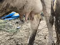 Kuh, Holstein-Rasse — Foto 8
