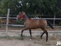 Klisna, Lipizzaner — foto 4