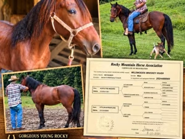 घोड़ा, Rocky Mountain Horse