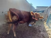 母牛, Cattle — 照片 2