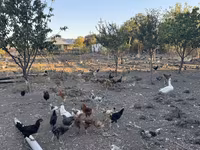 Chickens — Foto 1