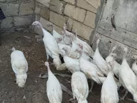 Turkeys — foto 2