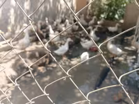 Ducks — Foto 5