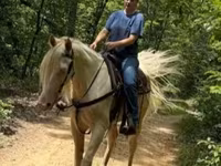 At, Kentucky mountain daddle horse — foto 4