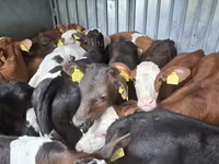 Touro, Simmental cattle — foto 5