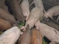 Säue, Schweine — Foto 2