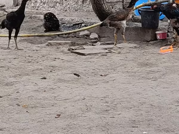 Chickens
