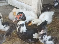 Domestic Muscovy — photo 1