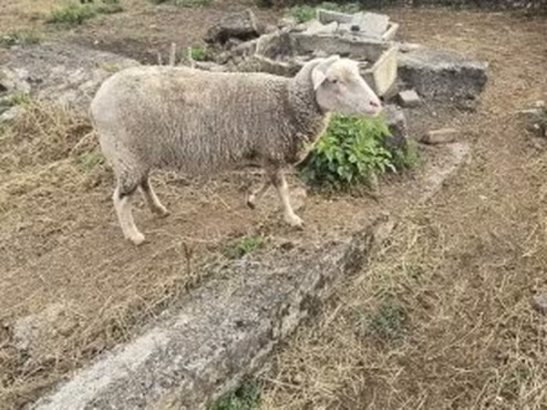 Вівця, Australian merinos sheep