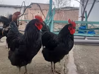 Chickens — foto 3