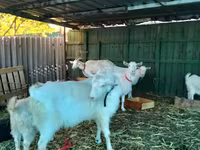 Dişi keçi, Pomellata goat — foto 7