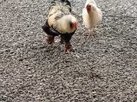 Brahma — foto 1