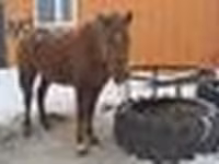 Égua, Kazakh horse — foto 5