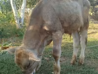 Toro, Swiss cattle — foto 4