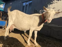Koza, Saanen goat — zdjęcie 6