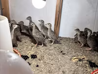 King Quail — photo 2