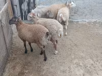 Ram, Sheep — photo 5