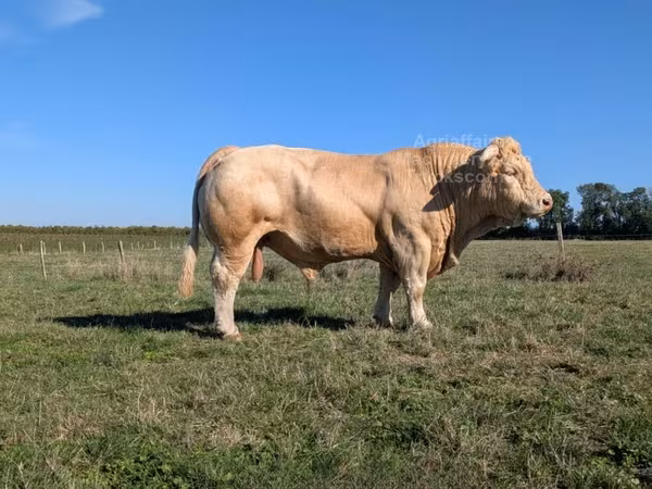 Byk, Charolais cattle