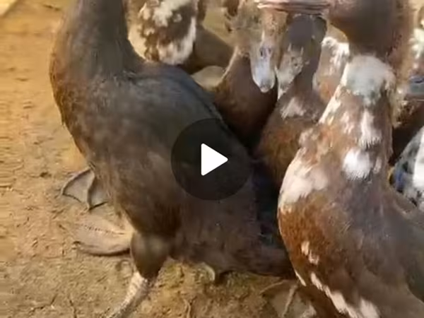 डोमेस्टिक मस्कोवी