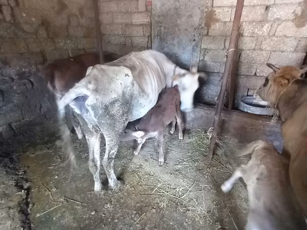 İnək, Simmental cattle — Azərbaycan