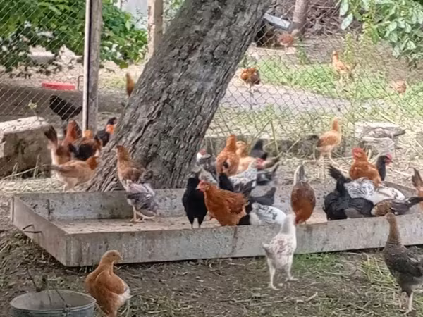 Chickens