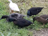 Ducks — photo 4