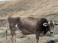 İnək, Ukrainian Brown Dairy Cattle — foto 4