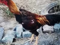 Chickens — الصورة 4