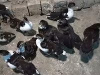Ducks — photo 1