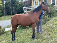Stute, Standardbred — Foto 2