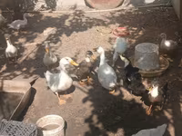 German Pekin — photo 2