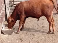 Toro, Ganado vacuno — foto 2