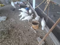Slovenian Silver Hen — foto 2