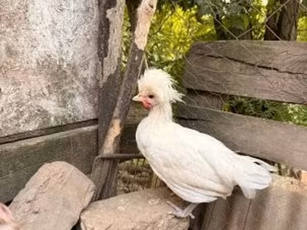 Голландская чёрная белохохлая