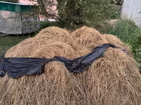 БЕСПЛАТНО!!! Чопту чаап берсениздер бесплатно берем чопту Сено из — الصورة 1