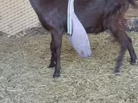 Keçi, LaMancha goats — foto 1