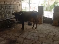 İnək, Azərbaycan zebu — foto 4