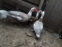 Ducks — photo 3