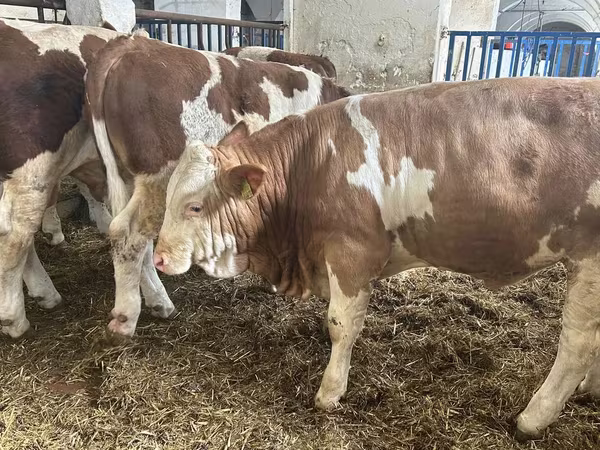 ثور, Simmental cattle
