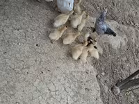 Ducks — photo 2