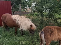 Yegua, Australian Pony — foto 5